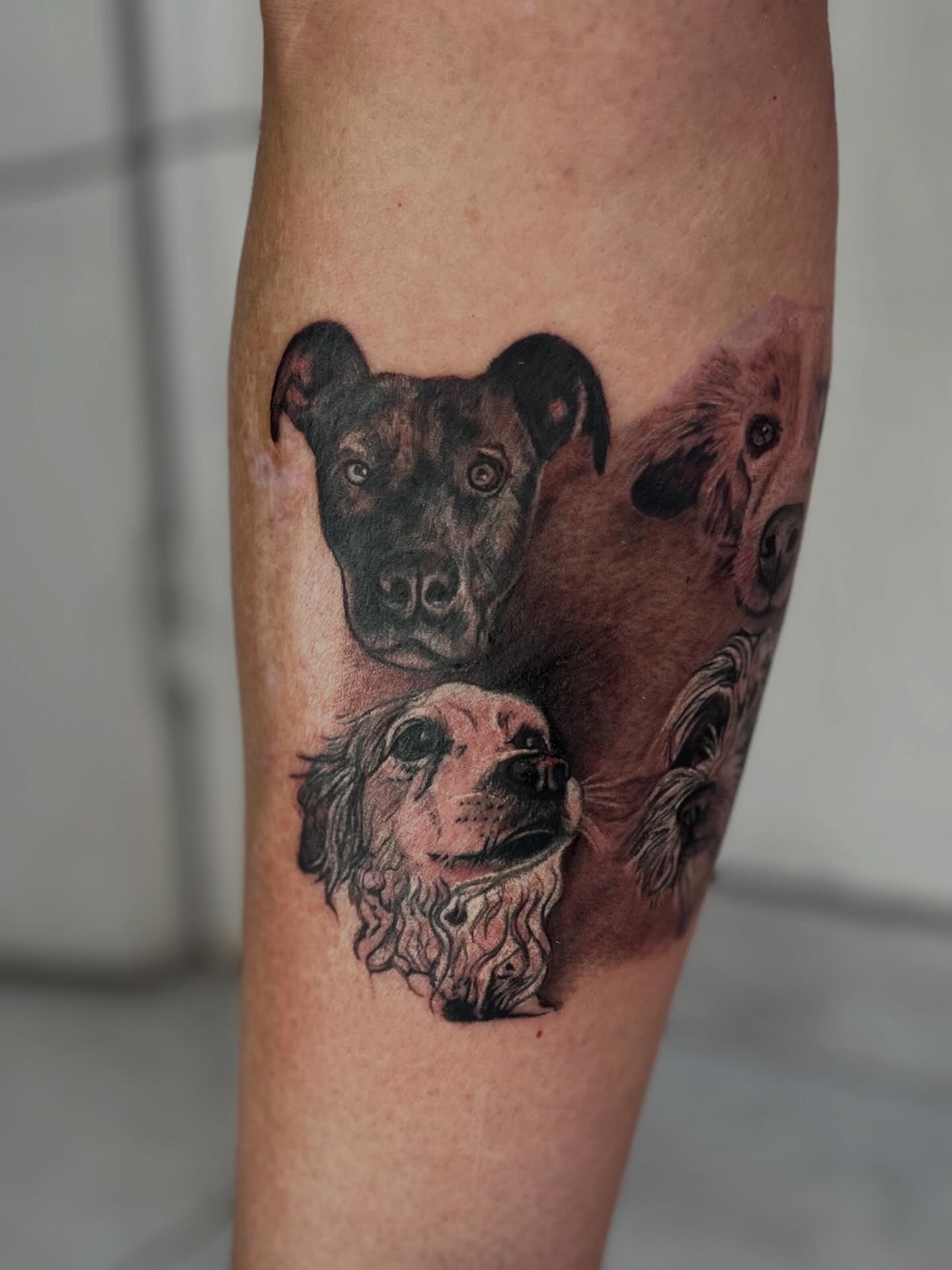 Retratos de cães